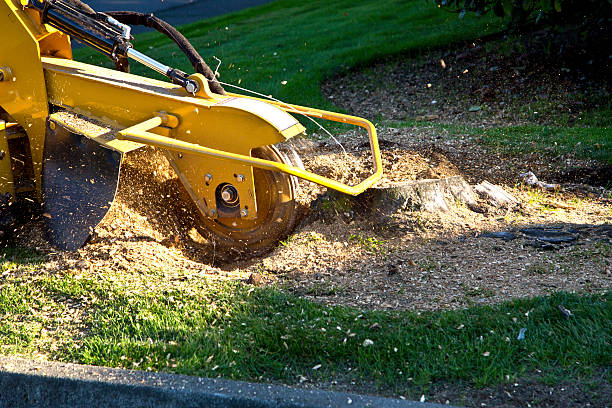 Large Tree Removal in Mathis, TX